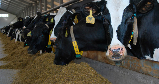 Ведущая отрасль – молочно-мясное животноводство