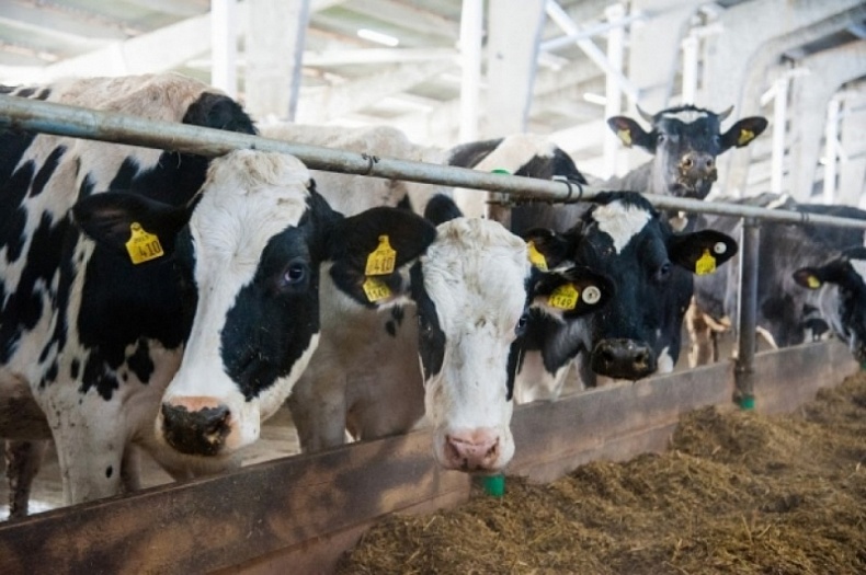 A new livestock breeding complex for 1,000 head of cattle will be built in the Smolensk Region