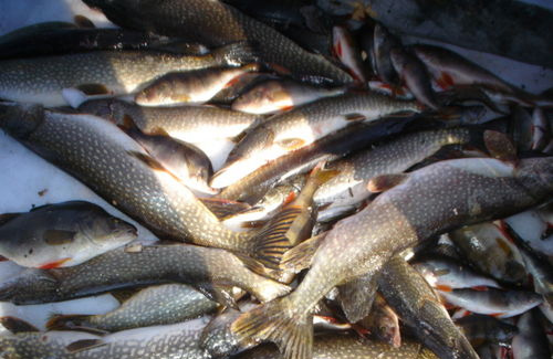 Росрыболовство начало прием заявок на субсидирование инвестиционных проектов в области аквакультуры