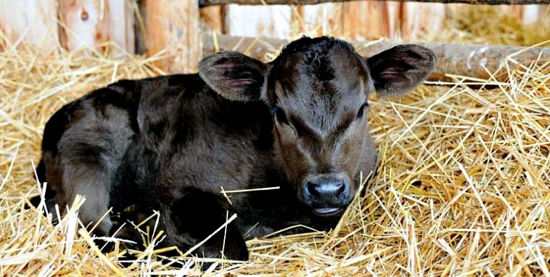 Минсельхоз: развитие мясного и молочного скотоводства в приоритете
