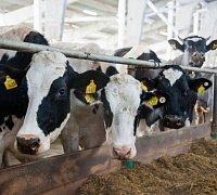 A new livestock breeding complex for 1,000 head of cattle will be built in the Smolensk Region