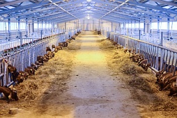 Фотографии