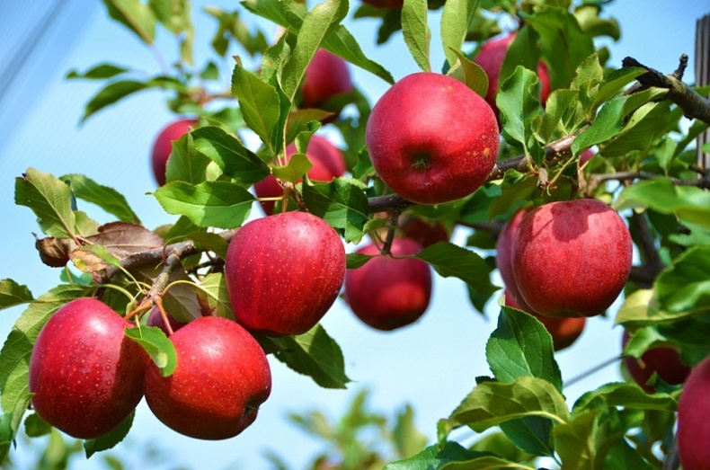 В Смоленской области будут выращивать яблоки по интенсивной технологии