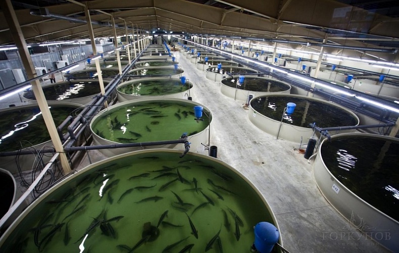 В Смоленской области выросло производство товарной рыбы